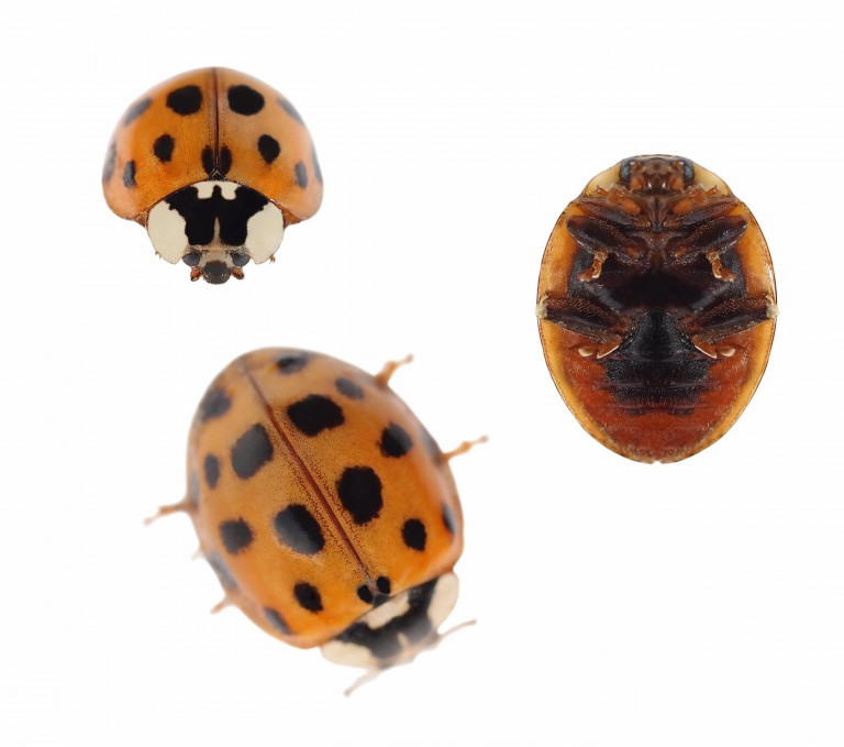 pest-control-how-to-get-rid-of-asian-lady-beetles-5-star-pest